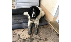 Idefix