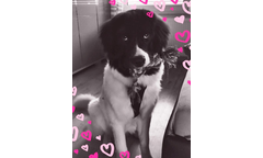 Ilse, genannt Nala