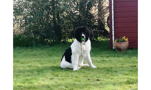 Isolde
