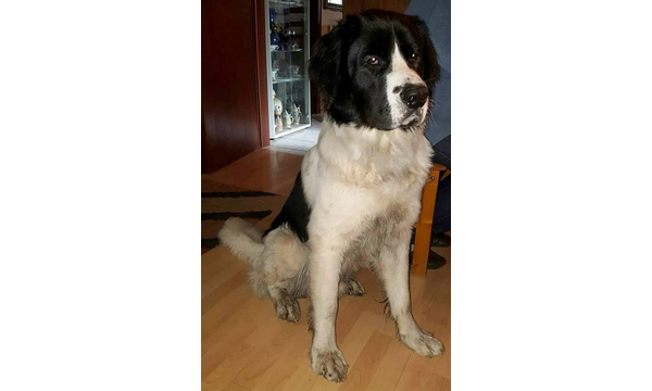 Barney(Franz)