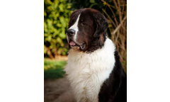Elvis