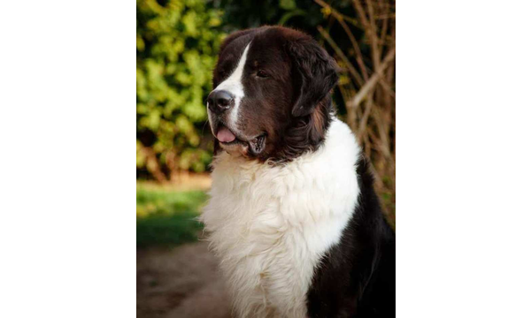 Elvis