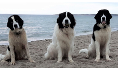Fiona+Nelly+Freya
