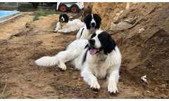 Gwenny+Hera+Esmeralda