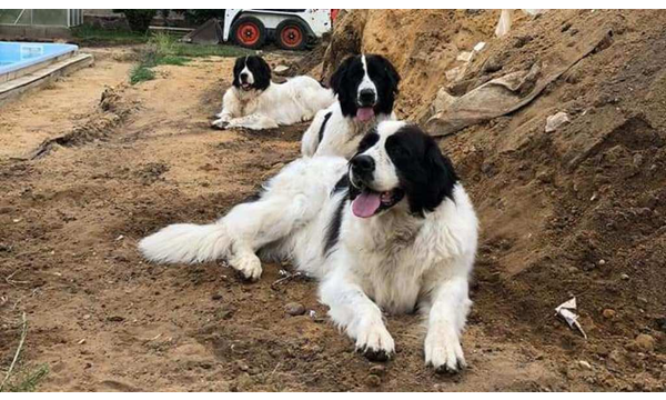 Gwenny+Hera+Esmeralda