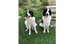 Hajo (rechts)