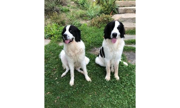 Hajo (rechts)