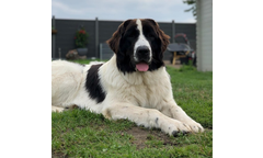 Hera