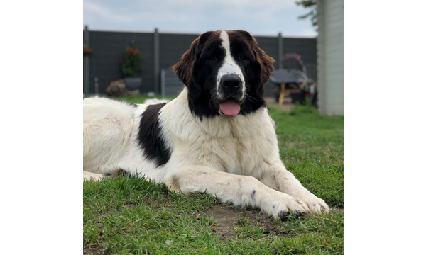 Hera