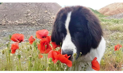 Idefix