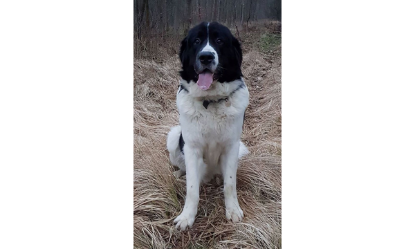 Ludvig(Finn)