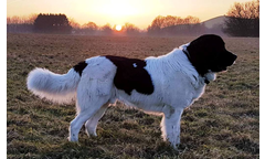 Ludvig(Finn)