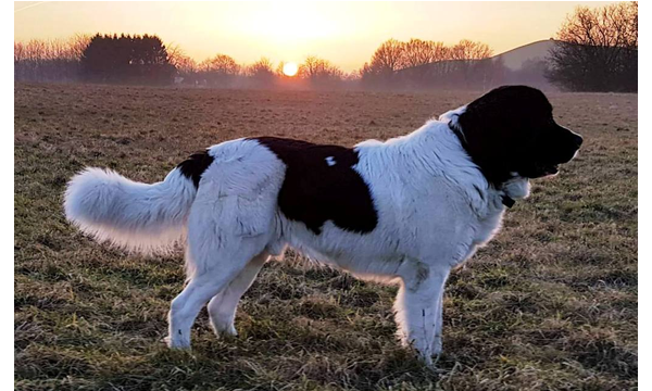 Ludvig(Finn)