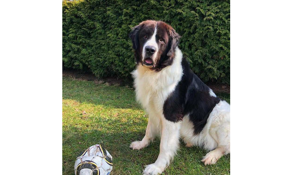 Elvis