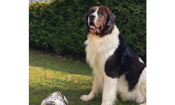 Elvis