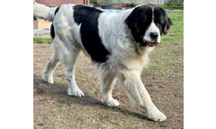 Gwennie