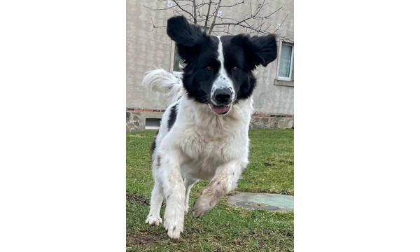 Hera