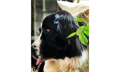Hera