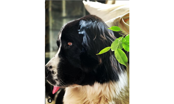 Hera
