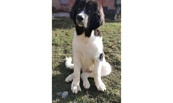 Jack