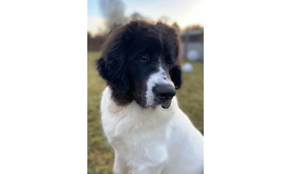 Jella