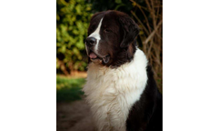 Elvis