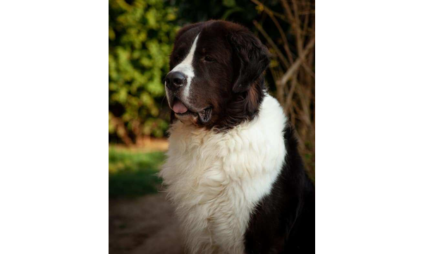 Elvis