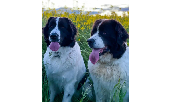 Hera + Gwenny