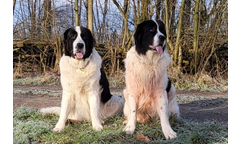 Fee und Kumpelchen Hugo