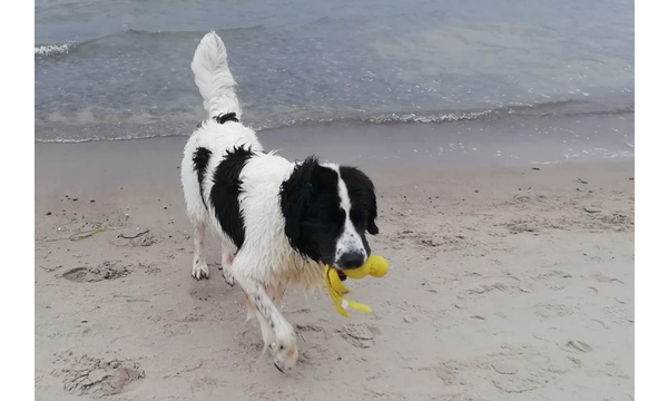 Hera