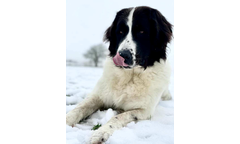 Hera