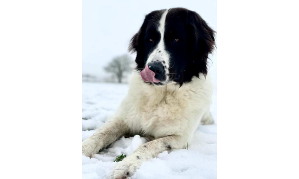 Hera