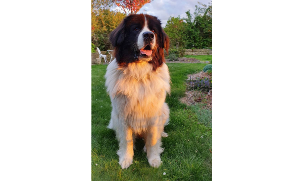Idefix