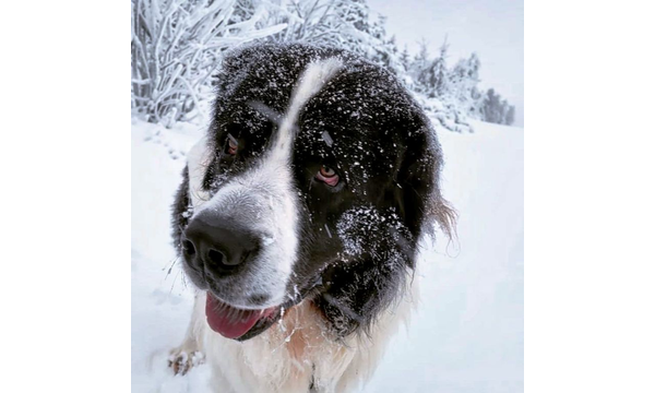 Jussi