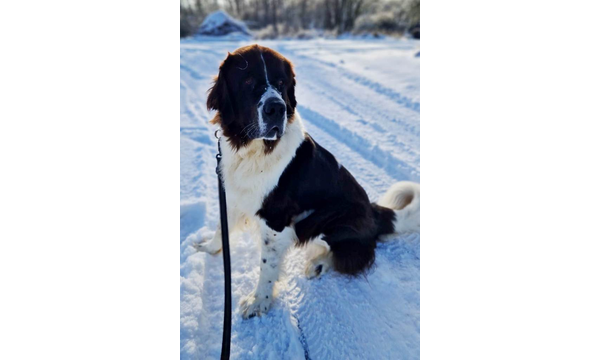 Knut