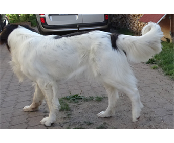 Gwenny