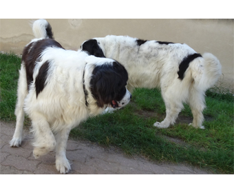 Aaron und Alma