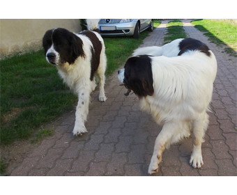 Aaron und Gwenny