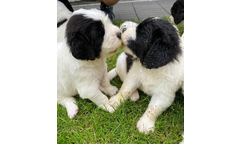 Nova und Nelson