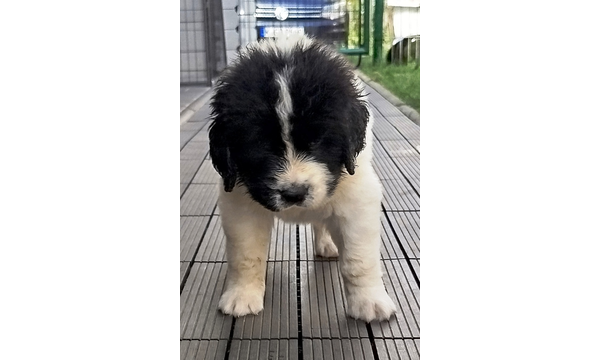 Nala