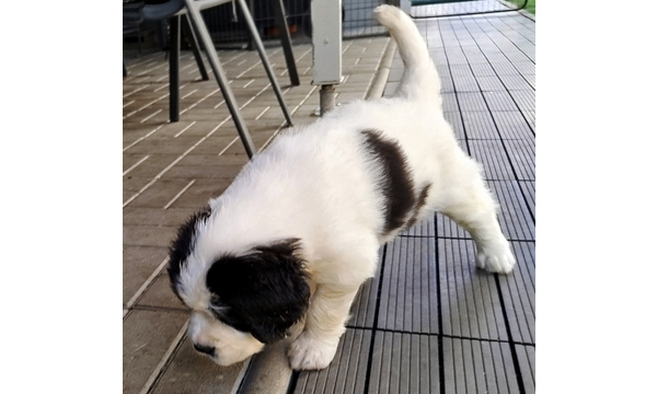 Nova