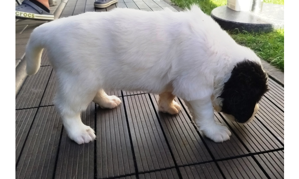 Nova
