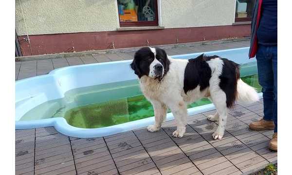Maxi