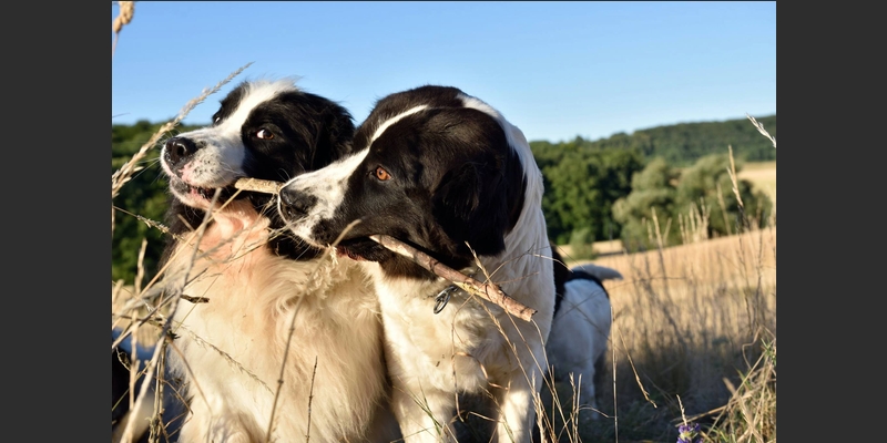 Fanny und Heidi