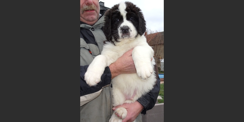 Hagrid