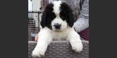 Hermine