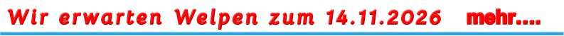 Wir erwarten Welpen zum 14.11.2026    mehr….