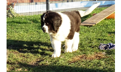 Knut