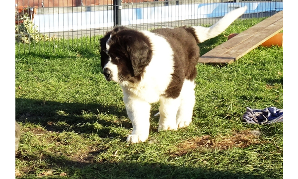 Knut
